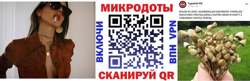 как найти   Ипатово  Галлюциногенные грибы Magic Shrooms 