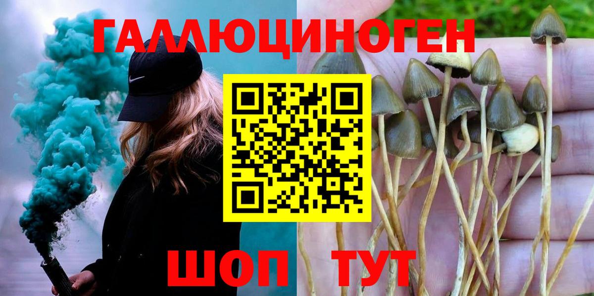 Псилоцибиновые грибы Psilocybine cubensis Ипатово
