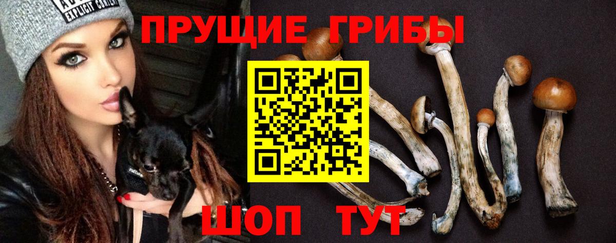 Галлюциногенные грибы Psilocybine cubensis  Ипатово 